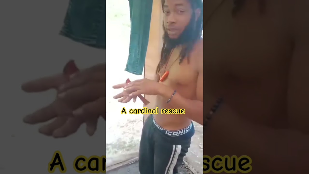 Я нашел кардинала в своей палатке в лесу. (2)