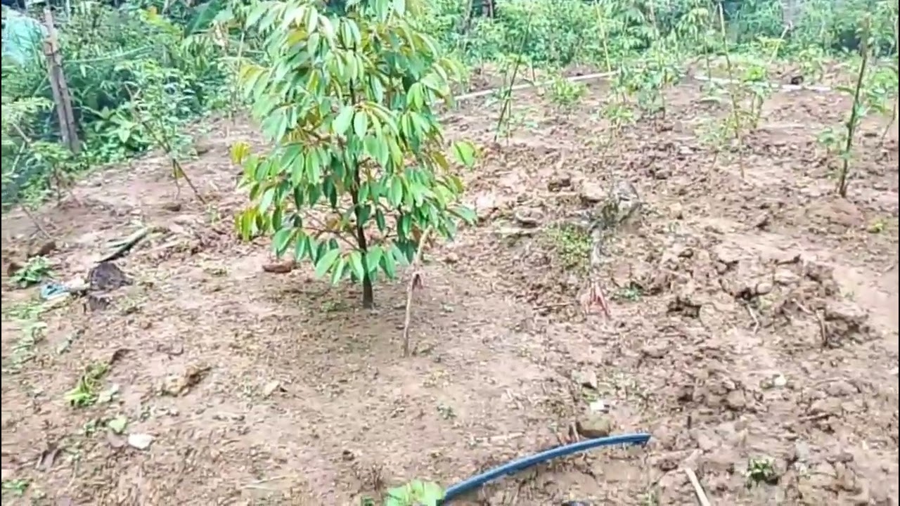 hujan terus Parid di dalamin