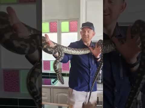 Snake catcher removes a large carpet python from Australian kitchen | USA TODAY #Shorts