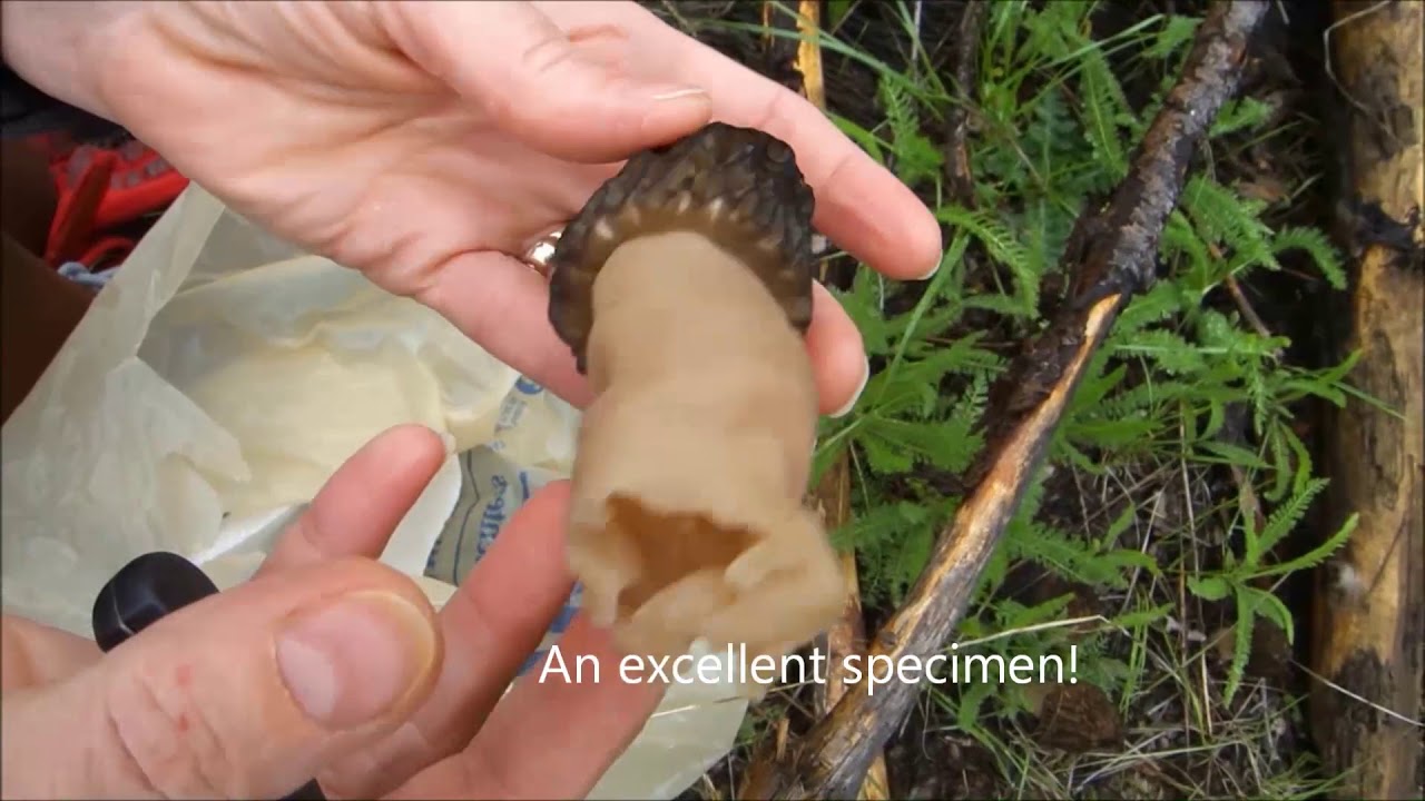 Hunting Morel Mushrooms YouTube