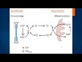 Физиология мышц. Часть III. Анаэробные пути ресинтеза АТФ