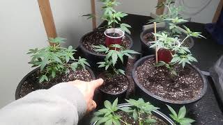 21+ plz Update on CUZZINS garden #NUKEHEADS