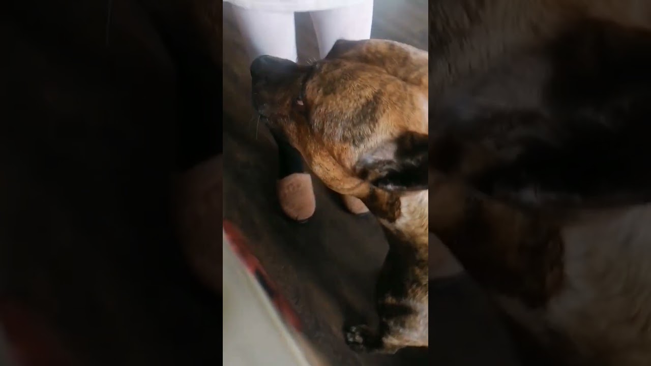 Амстафф Дос🐾и его блинная слабость🤤🥞 