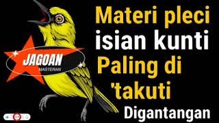 Inilah Masteran Pleci Isian Kunti yang Selalu Juara! Bikin Mental Lawan Drop!#masteranpleci 