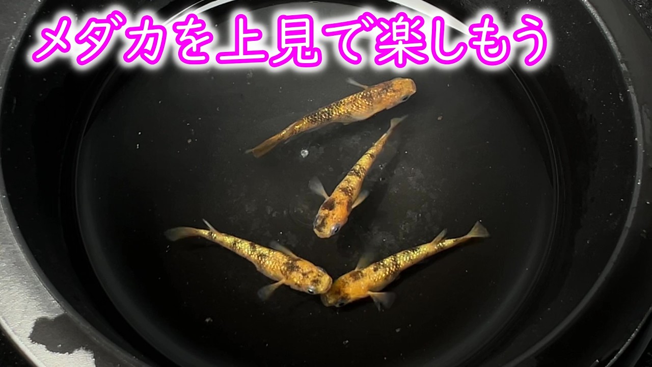 めだかページ Medaka] Introducing Medaka that you can enjoy viewing from above