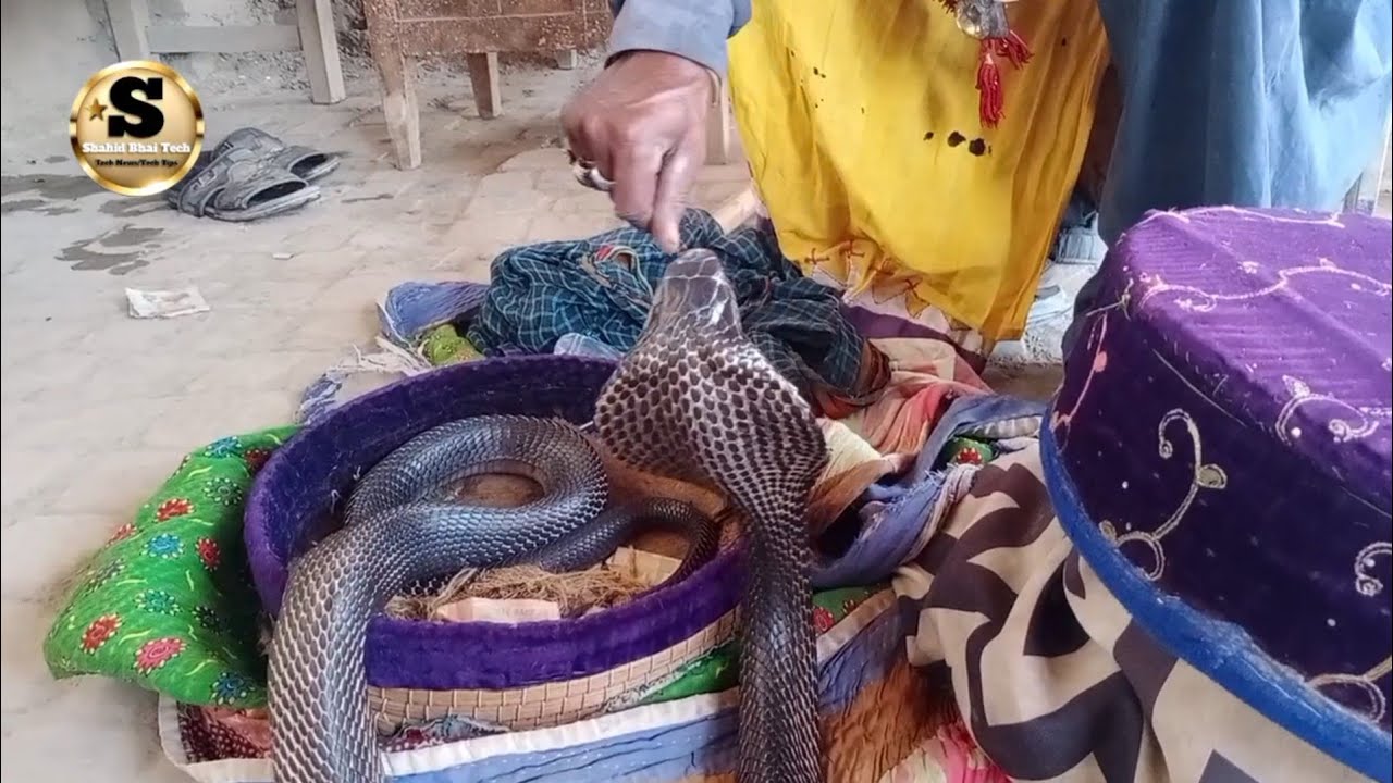 Pakistan Manthar R Jogi Manthar Faqeer Naag Been In Sindh Pakistan _ 🥨 Snacks Sanp - YouTube