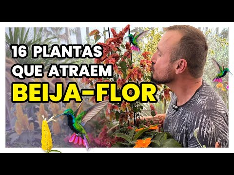 Vídeo: Quais plantas penduradas atraem beija-flores?