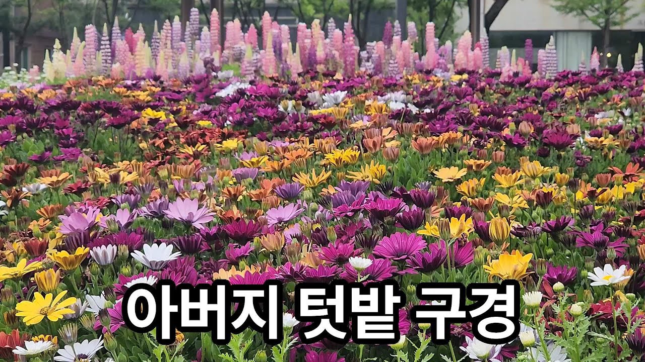 부모님과 공원 산책, 아버지 텃밭 구경 - 2025년 5월 첫째 주