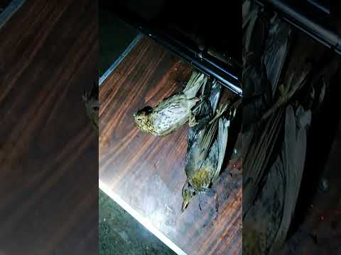 صيد طيور السمن في الليل