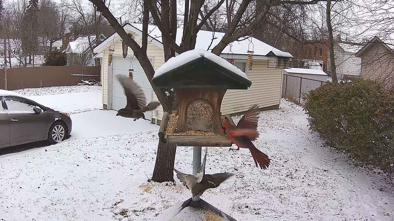 Cameras For Bird Watching Best Way To See Fluffy Birds At Your