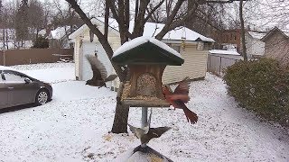 Reolink Captures: Bird Feeder