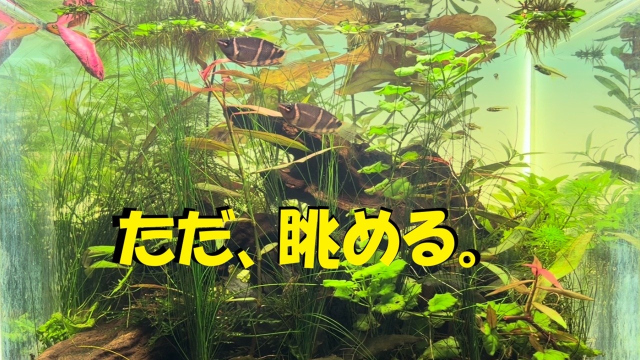 30分】ただ水槽を眺めるだけ。癒しの水草水槽。 - YouTube