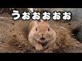 今思えば…あの日がウサドーザー覚醒の日だった