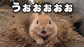 今思えば…あの日がウサドーザー覚醒の日だった
