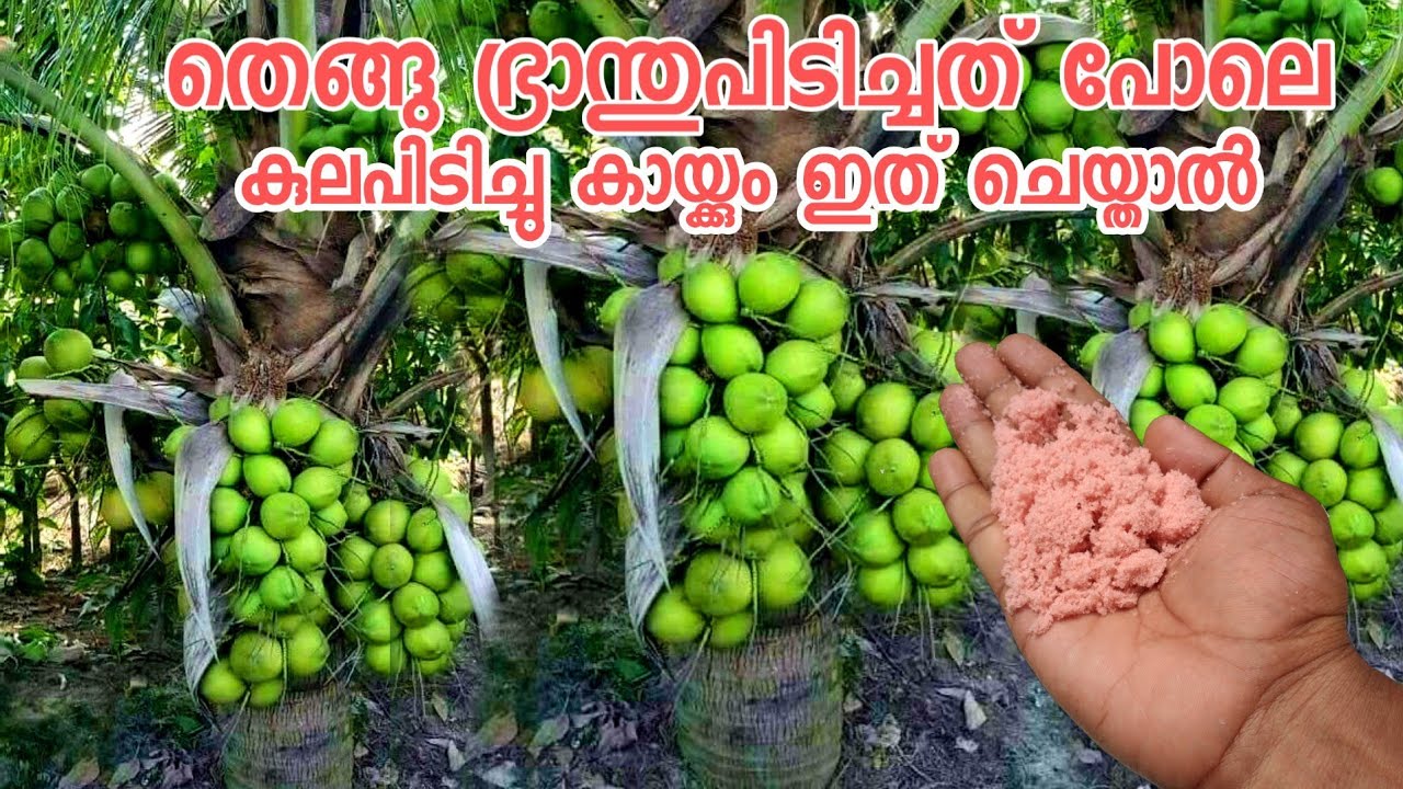 തെങ്ങു നിറഞ്ഞു കായ്ക്കാൻ ഇത് മതി|coconut tree|krishi tips|തെങ്ങു കൃഷി|