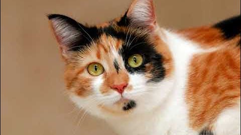 استماع سورة البروج مكتوبة كاملة بالتشكيل وآياتها ٢٢، كتابة كبيرة