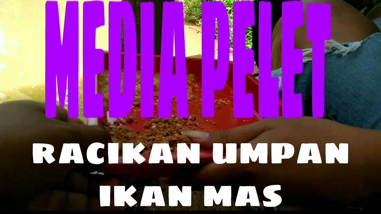 Racikan umpan ikan mas kolam harian/kilo gebrus