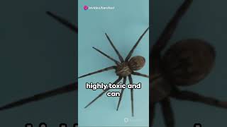 Top 3 Spiders You Don't Want To Meet 2024  #viral #shorts #spiderman