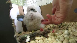 Feeding a common kestrel chick