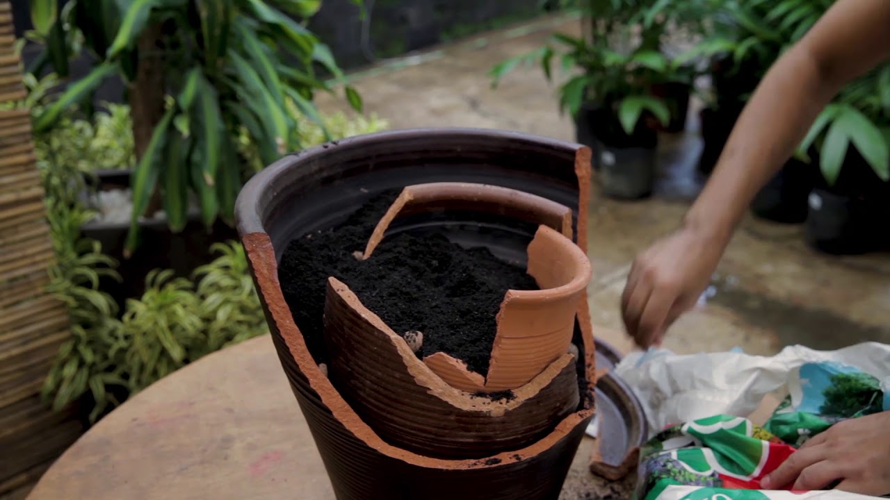 Featured image of post Vaso De Planta Vazio Desenho Enviar plantas pelo correio pode ser uma tarefa delicada mas definitivamente n o imposs vel