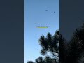 Mi canción “de tener tu nombre” se puede escuchar en todas las plataformas #musica #pajaros