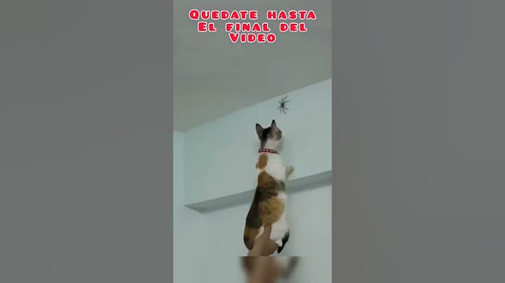 Un GATO ATRAPA a una ENORME TARANTULA #shorts #short #foryou #fyp #gatos #tarantula #spiderman