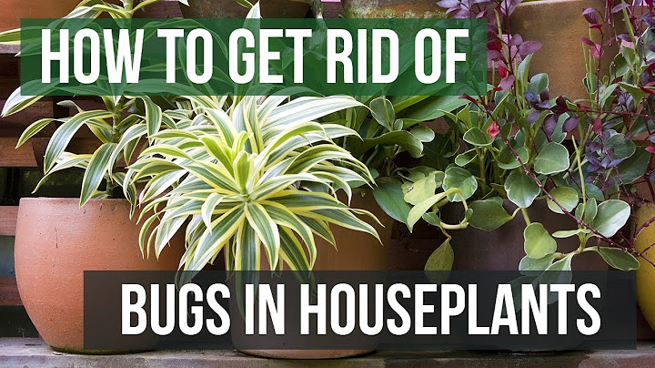 How to get rid of small bugs in houseplants