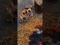 कुत्तेकी बच्चाको ठण्डी लग रही है। #shorts #snakevideo #shortvideo #trending