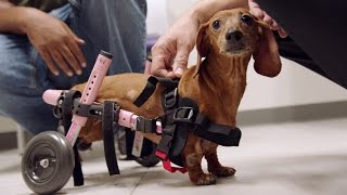 A Paralyzed Dachshund Gets a Pair of Wheels