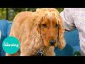 The Hidden Dangers Facing Your Pets This Spring | This Morning