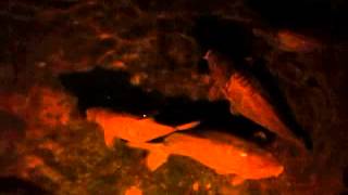 İstanbul Yerebatan Sarnıcı Devasa Balıklar