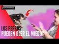 LOS PERROS PUEDEN OLER EL MIEDO? MITO O REALIDAD