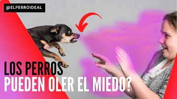 ¿Los perros pueden oler tu miedo?