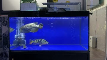 Bộ lọc cá rồng 240k bao trong cho ae mới chơi