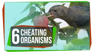 6 Organisms That Cheat the System