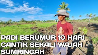 SABAR DAN SOPAN SANTUN WATAK DARI PETANI MUDA MAS ARJZEN ASAL BANTUL TRANSMIGRASI TANJUNG BUKA SP 10