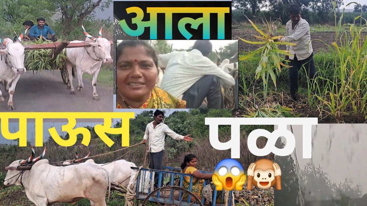 पाऊसाणी काडला पळ सोन्या गुण्या आसले पळाले की जनू शेरती चे बैल 😱🙉#vlog #manishahajare