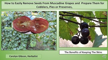 How to Remove Seeds From Muscadine Grapes, and Cook to Make Preserves, Pies or Cobblers