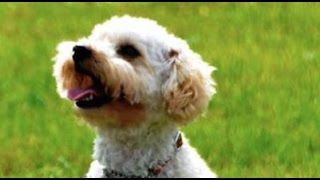 【胸が熱くなる】殺処分される寸前だったトイプードルが警察犬に合格…！その勇姿に驚きと感動の声が広がる