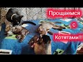 Обезьянка Алекса и кошка Багира прощаются с котятами.