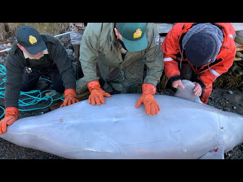 Video: Beluga is a fish that is sad