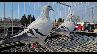 TARG gołębie pigeons  JEDLIŃSK Andrzej W. 22.03.2026 cz3/4💥Gołębie jasne i wyszwance Andrzeja Radom💥