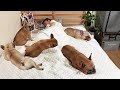What It's Like Sharing A Bed With French Bulldogs