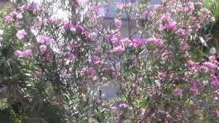 Tree with Pink Flowers 003 (albero con fiori rosa)