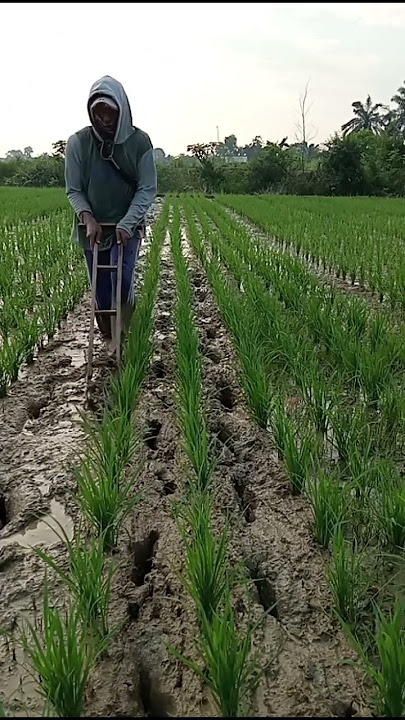 gosrokan #petanimuda #petanimilenial #petanipadi #petanipintar #petani #sawah