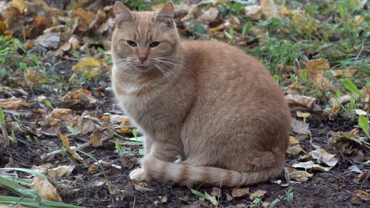 Why Is Ginger The Cat Afraid Of Me YouTube why-is-ginger-the-cat-afraid-of-me-youtube