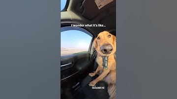 2,200 ft. and 11.9 miles later 🫠 #dogsofyoutube #goldenretriever #insta360 @i@insta360