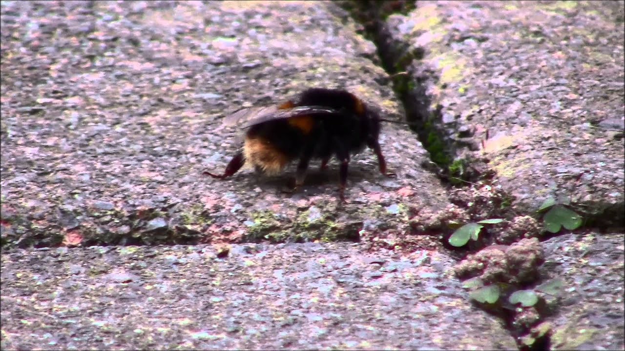 The Queen Bee - YouTube