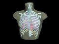 Design Video: Adult Thorax for X-Ray CT, US, MRI | Version 2