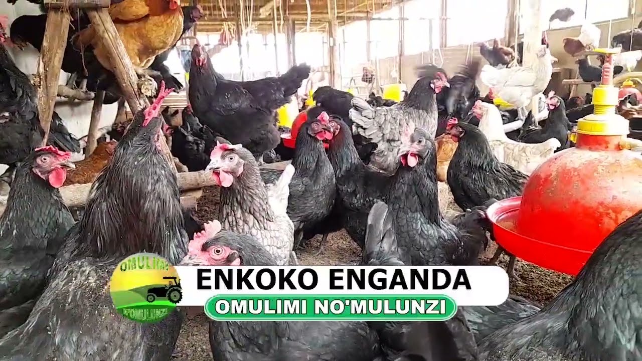 Enkoko enganda part one